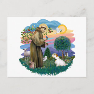 Sealyham Terrier Postcard