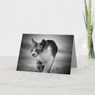searching cat greeting card