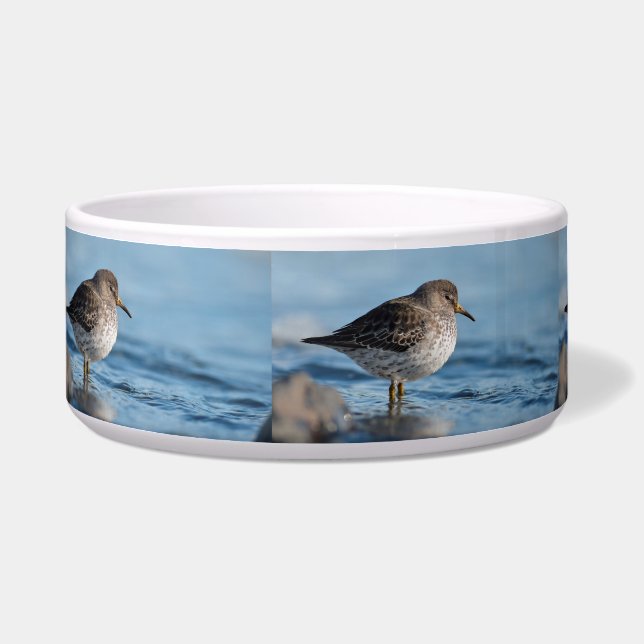 Searching Rock Sandpiper (Left)