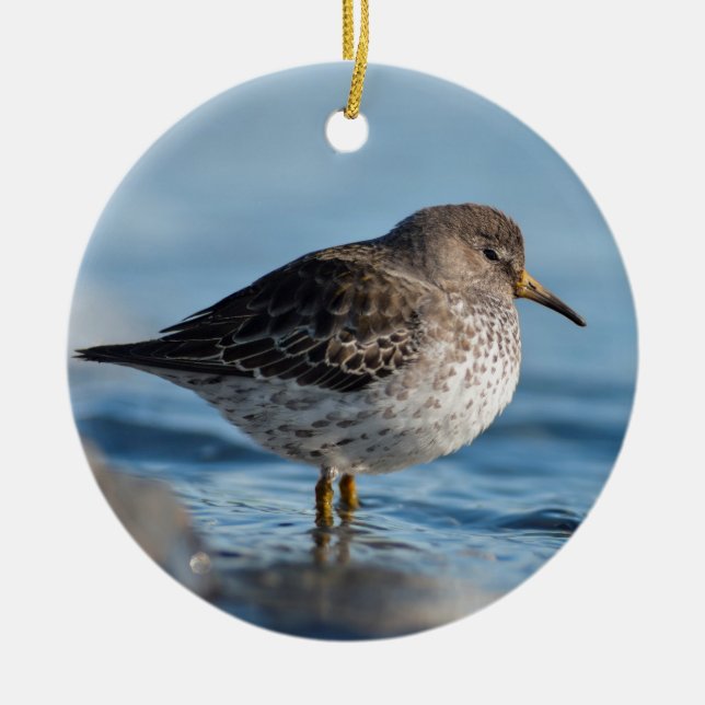Searching Rock Sandpiper Ceramic Ornament (Front)