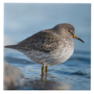Searching Rock Sandpiper Ceramic Tile
