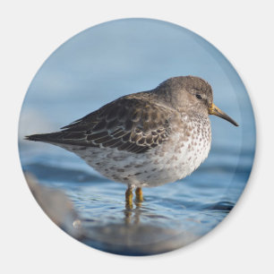 Searching Rock Sandpiper Magnet