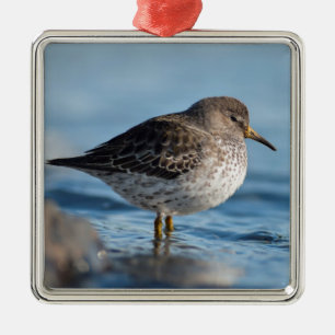 Searching Rock Sandpiper Metal Ornament