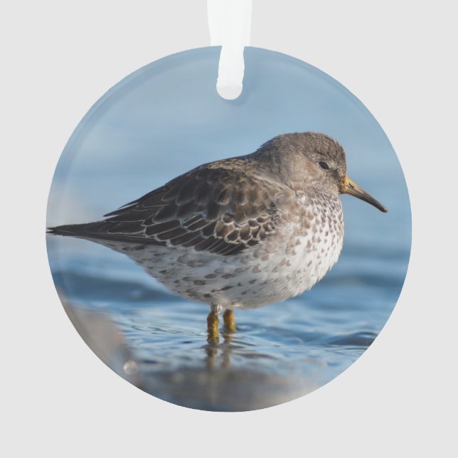 Searching Rock Sandpiper Ornament (Back)