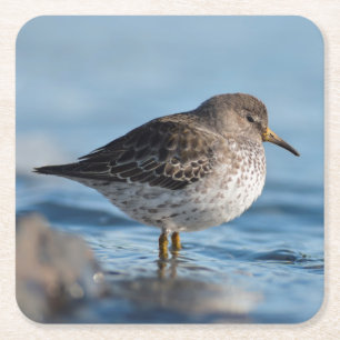 Searching Rock Sandpiper Square Paper Coaster