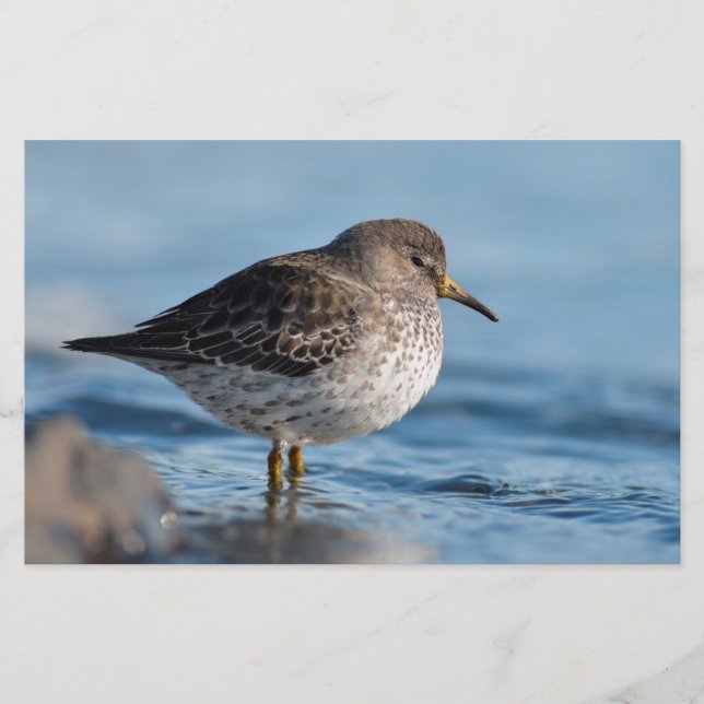 Searching Rock Sandpiper Stationery (Front)