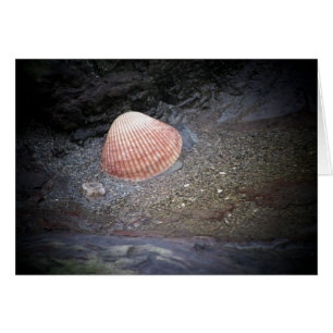Seashell and Sand