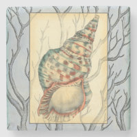 Seashell and Tree Branches