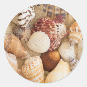 Seashell Arrangement Classic Round Sticker