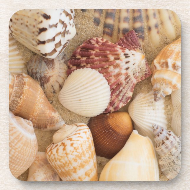 Seashell Arrangement Coaster (Front)