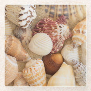 Seashell Arrangement Glass Coaster