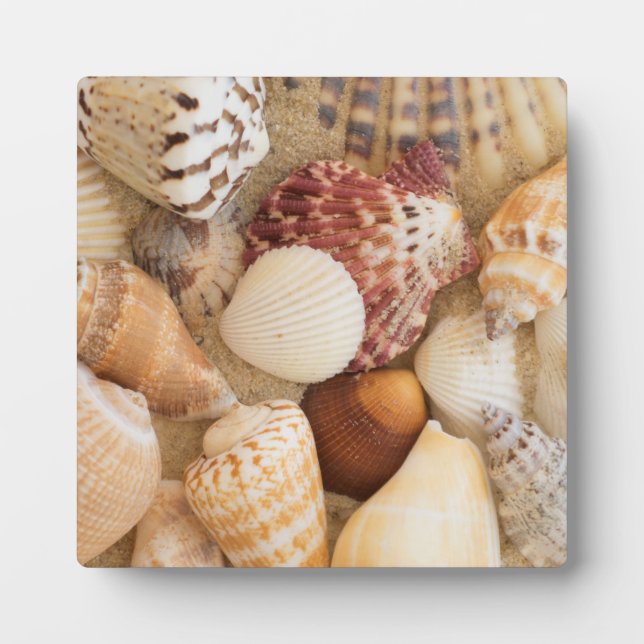 Seashell Arrangement Plaque (Front)