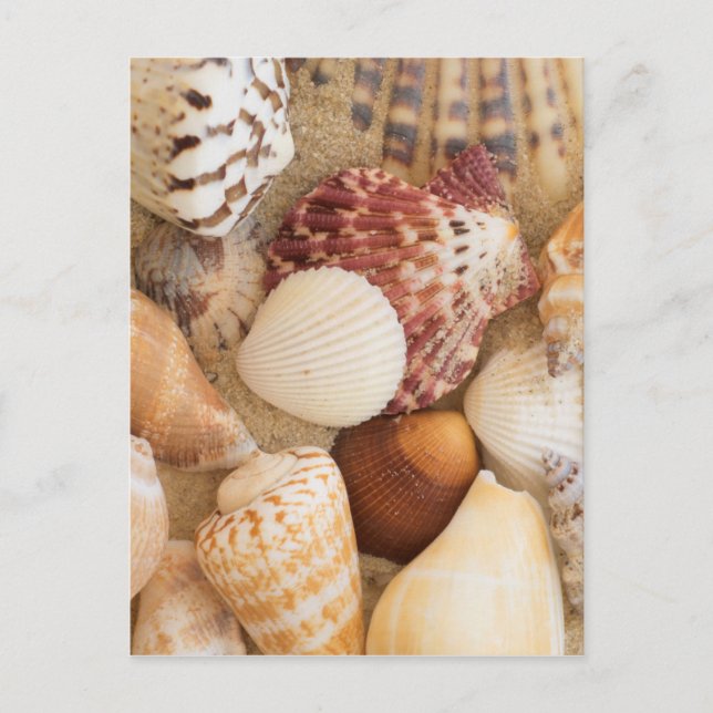Seashell Arrangement Postcard (Front)