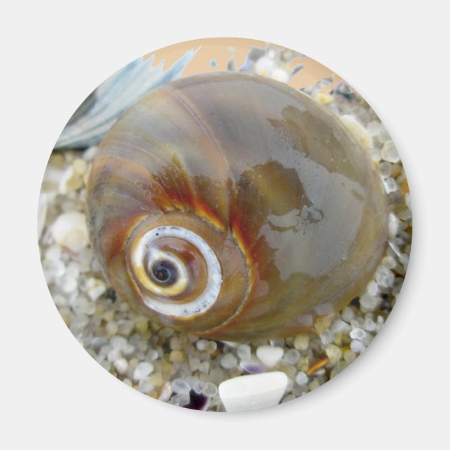 Seashell at Low Tide Coordinating Items Magnet (Front)
