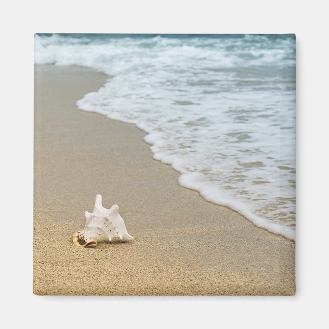 Seashell at the Beach Magnet (Front)