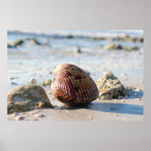 Seashell at the beach poster