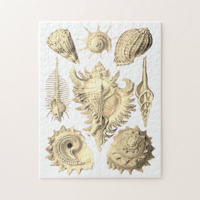 Seashell beach ocean shore seaside elegant jigsaw puzzle (Vertical)