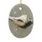 Seashell