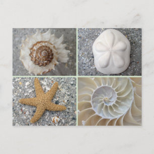Seashell Collage Postcard