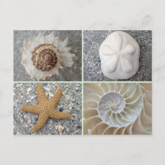 Seashell Collage Postcard