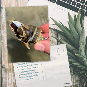 Seashell Crown Conch Living Marine Life Postcard