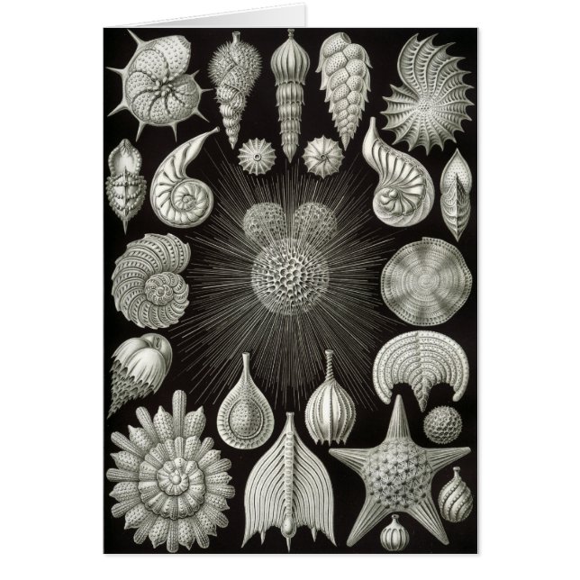 Seashell design (Front)