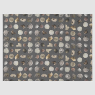 SeaShell Extravaganza Tissue Paper
