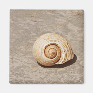 SeaShell Magnet