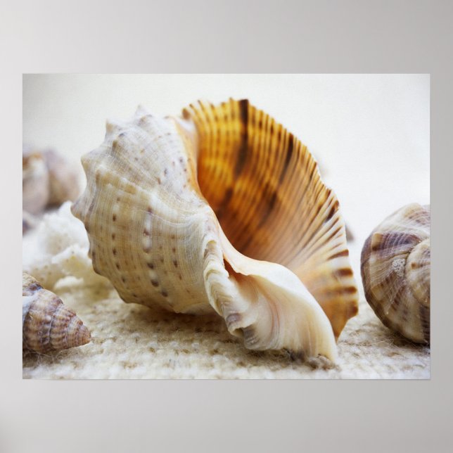 Seashell, Nautical, Beach, Summer, Custom Poster (Front)