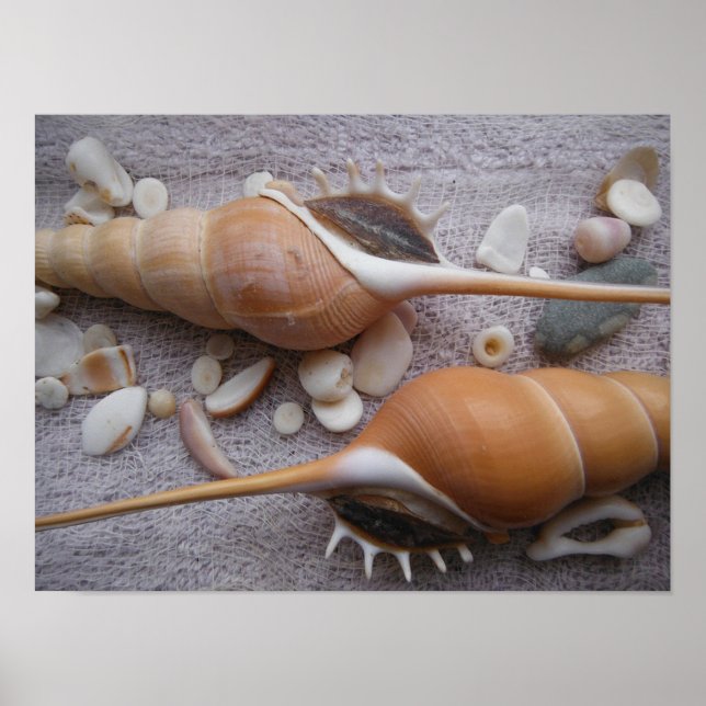 Seashell, Nautical, Beach, Summer, Custom Poster (Front)