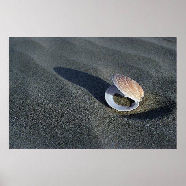 Seashell, New Zealand Poster (Front)