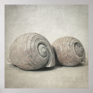 Seashell nO.3 Poster