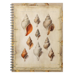 Seashell of the Deep Notebook