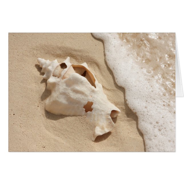 Seashell On Beach | Grand Turk Caribbean Island (Front Horizontal)