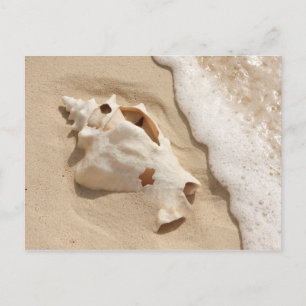 Seashell On Beach   Grand Turk Caribbean Island Postcard