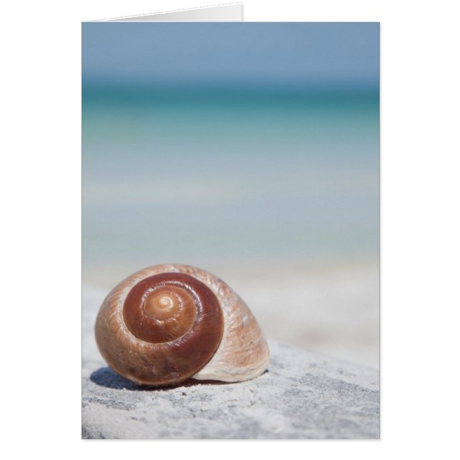 Seashell On Beach | St. Petersburg, Fl (Front)