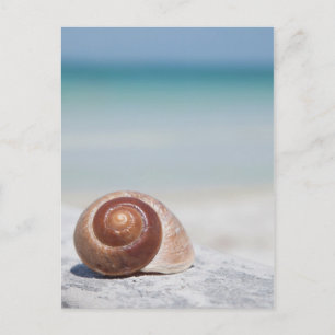 Seashell On Beach St. Petersburg, Fl Postcard