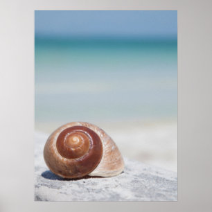 Seashell On Beach   St. Petersburg, Fl Poster