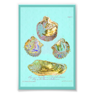 Seashell on Robins Egg Blue Photo Print