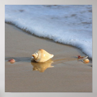 Seashell on sand poster