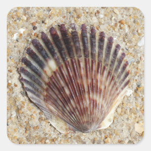 Seashell On Sand Square Sticker