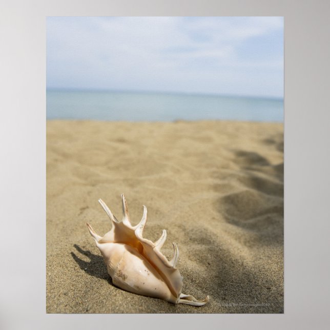 Seashell on sandy beach poster (Front)