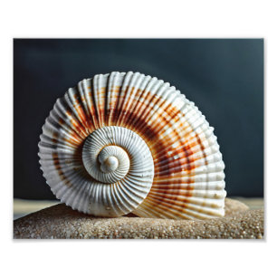 Seashell Photo Print