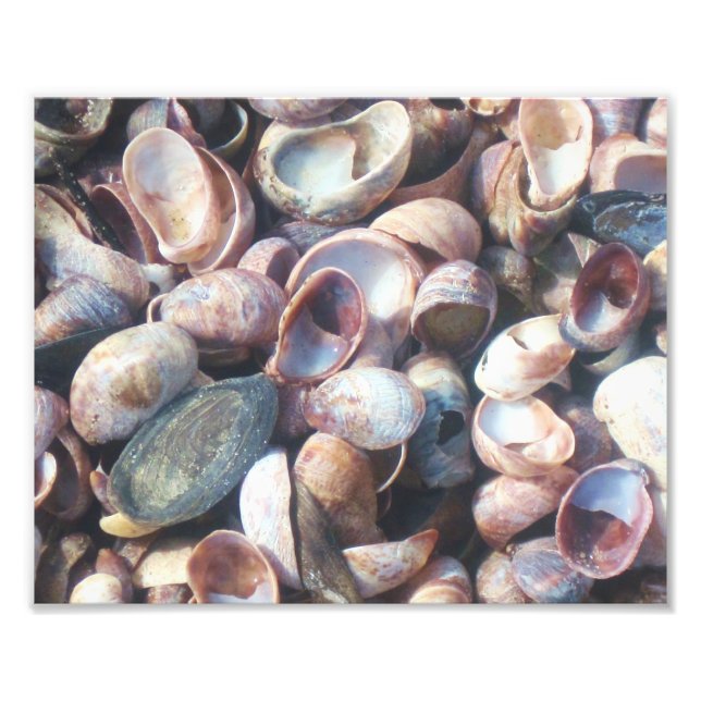 Seashell Photo Print (Front)