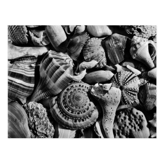 Seashell Photography Blank Postcard