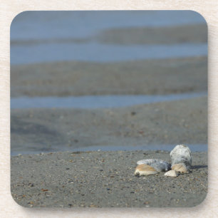 Seashell Pile Coaster