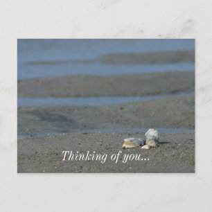 Seashell Pile Postcard