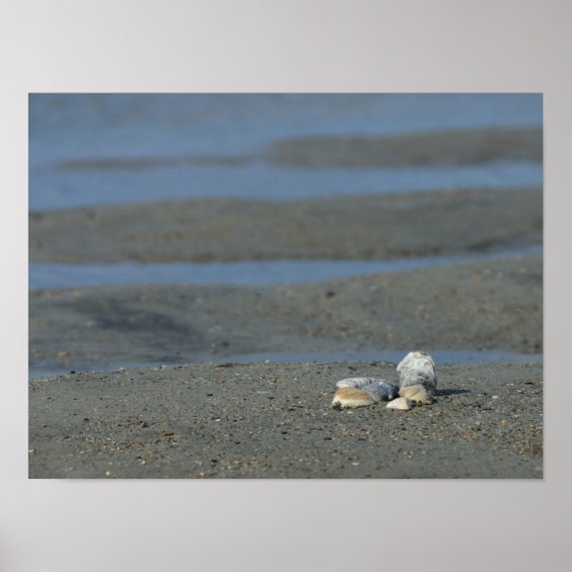 Seashell Pile Poster (Front)