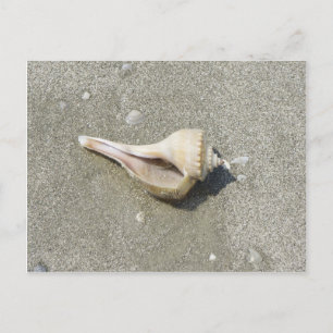 Seashell Postcard