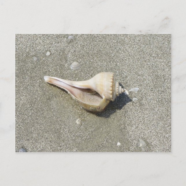 Seashell Postcard (Front)